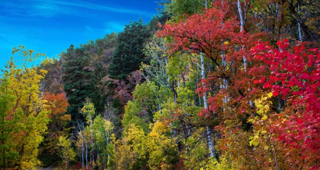 dude, where’s my&nbsp;fall?